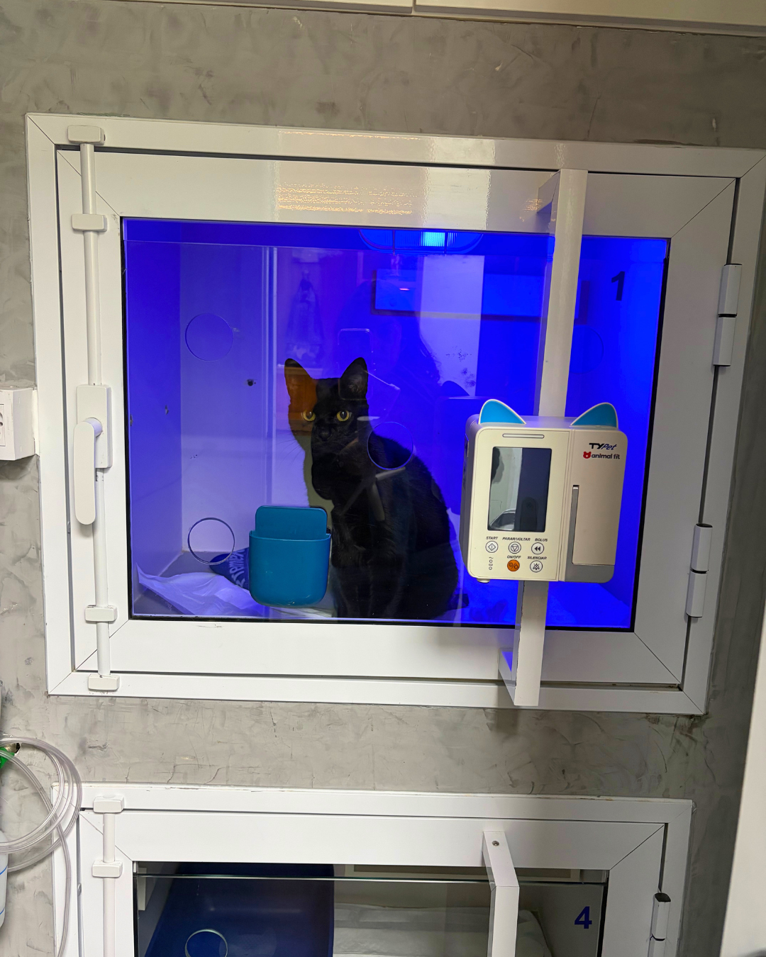 Internação de Gatos